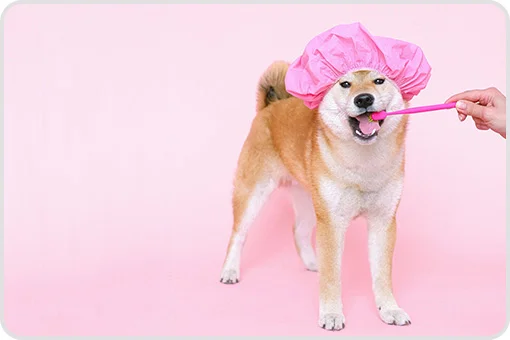 Dog being brushed with Curaprox toothbrush in a pink environment. Fun image that promotes hygiene and dental care.